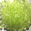 200 6mm Acrylic Faceted Bicone Lime